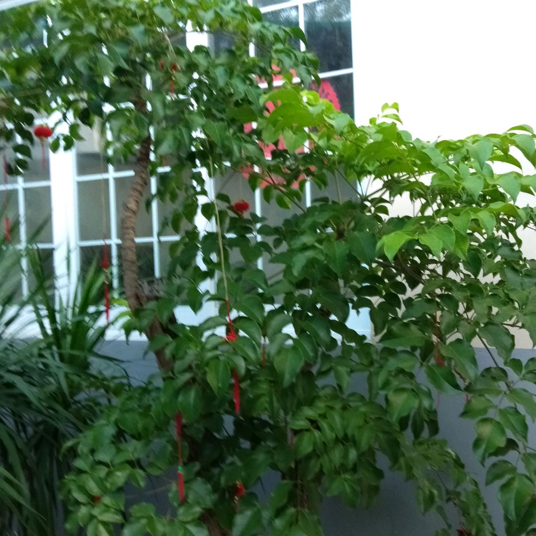 用户558517756幸福树