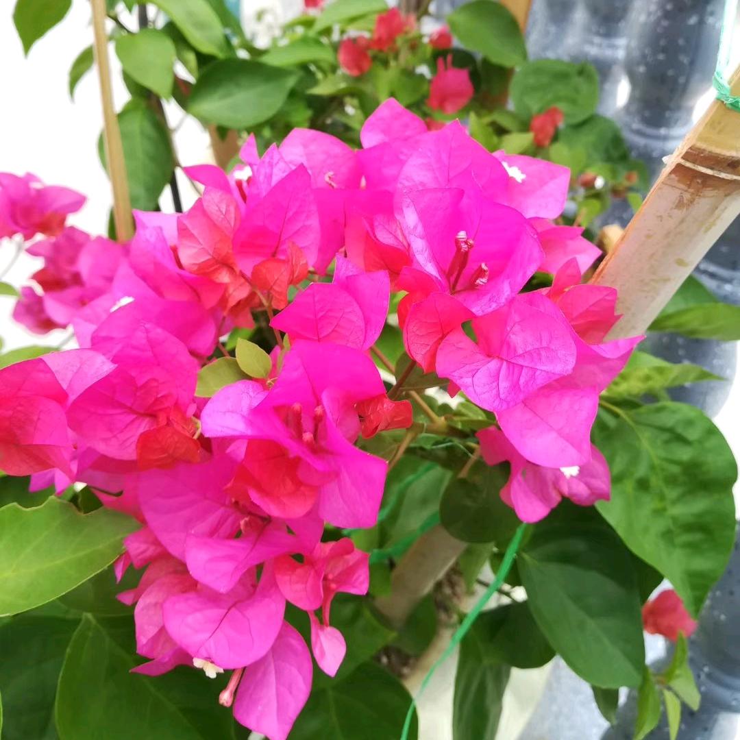 百花盛开