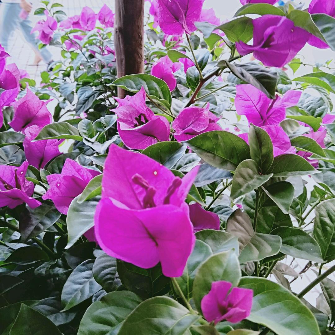 落🌺🈶意