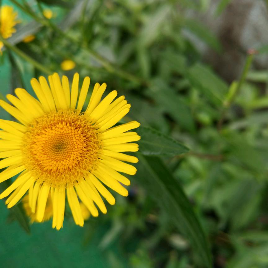 卖麻椒鸡的小芳