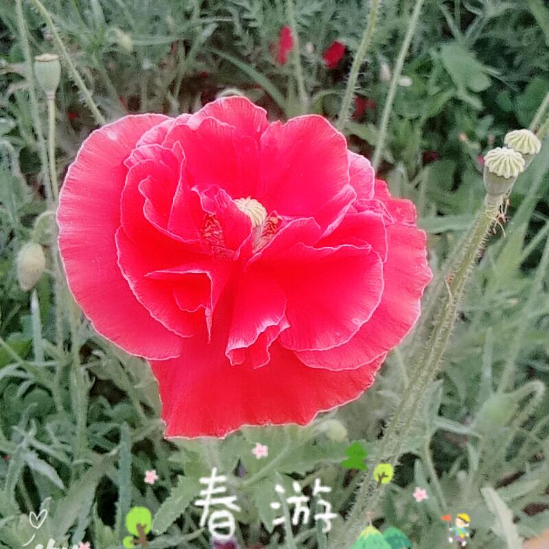 踏雪