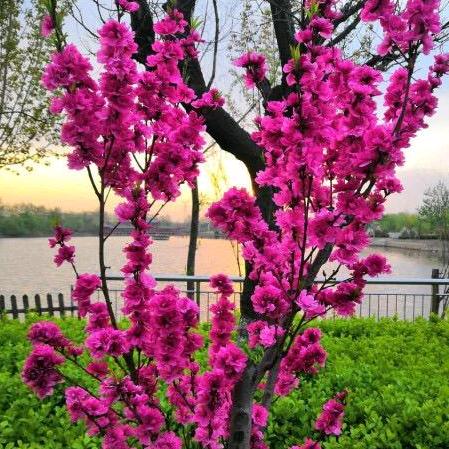 🌸快乐就好🌸