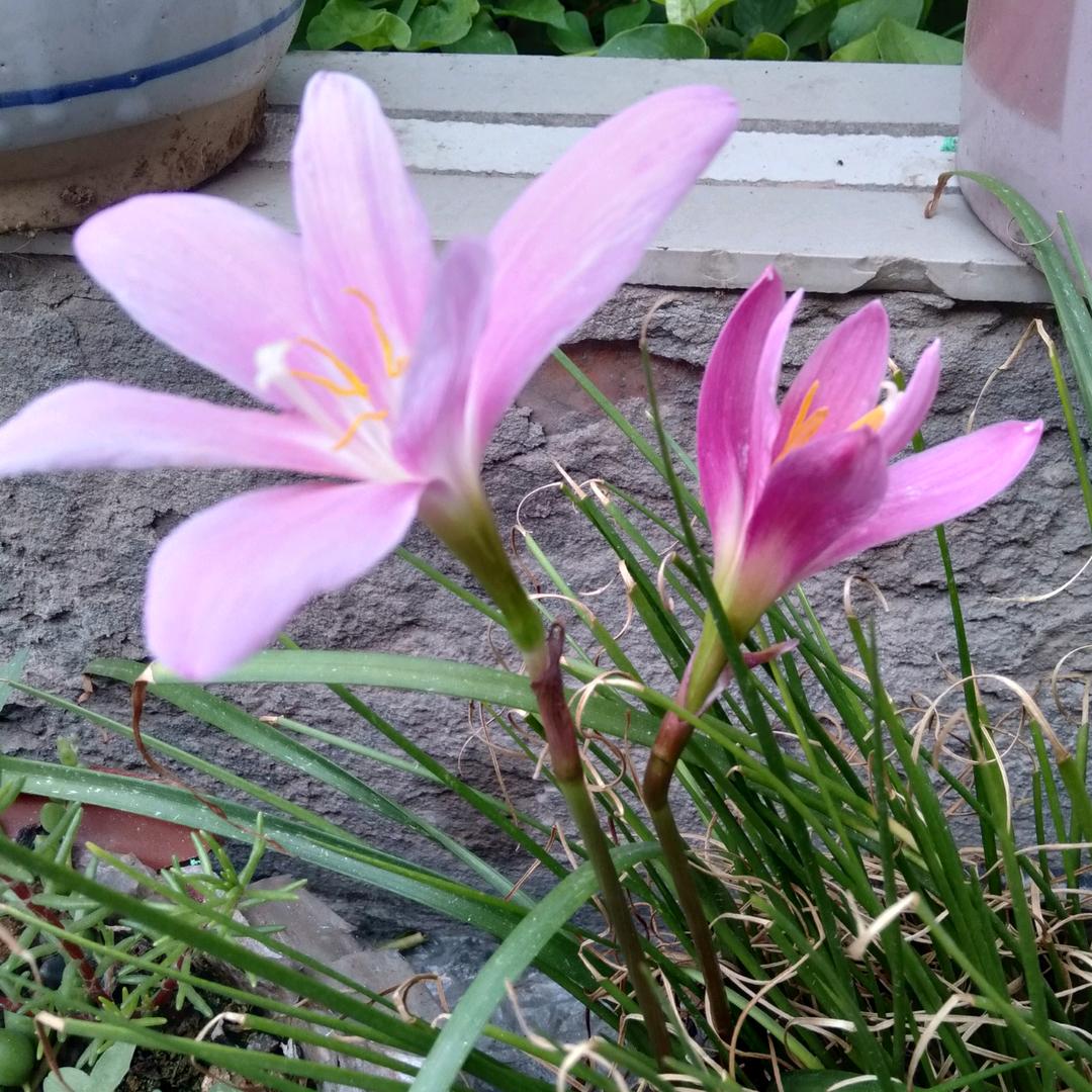 红宝石