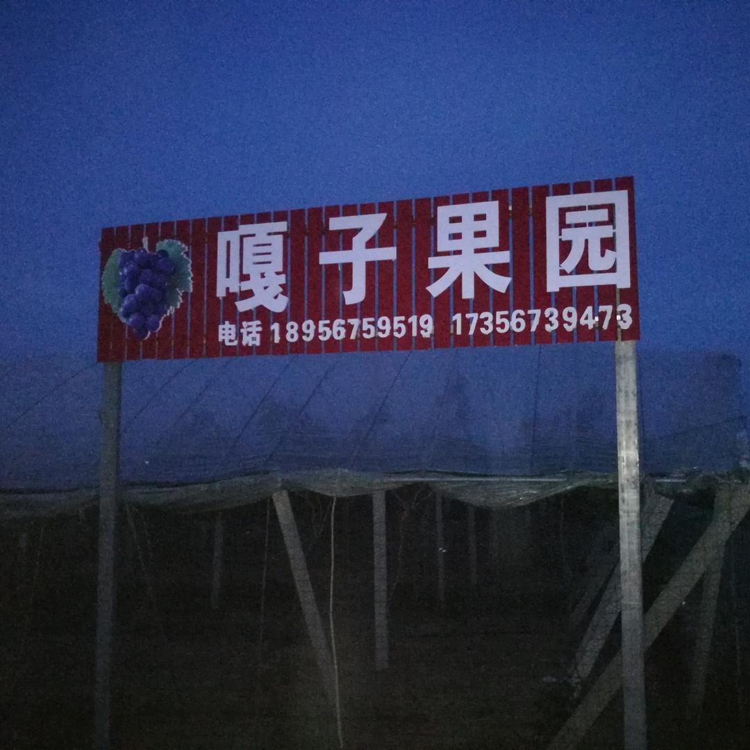 永兴镇永顺村吕寨嘎子果园