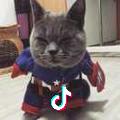我家猫叫咪咪