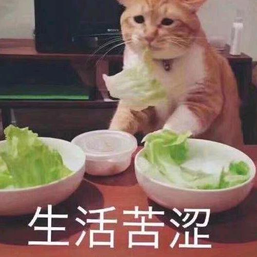 贫穷的Leo在搬砖