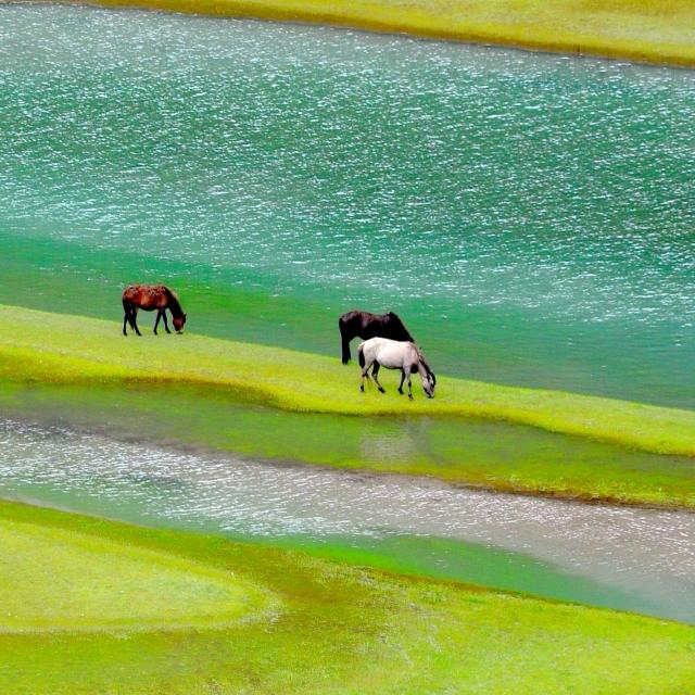陈凤