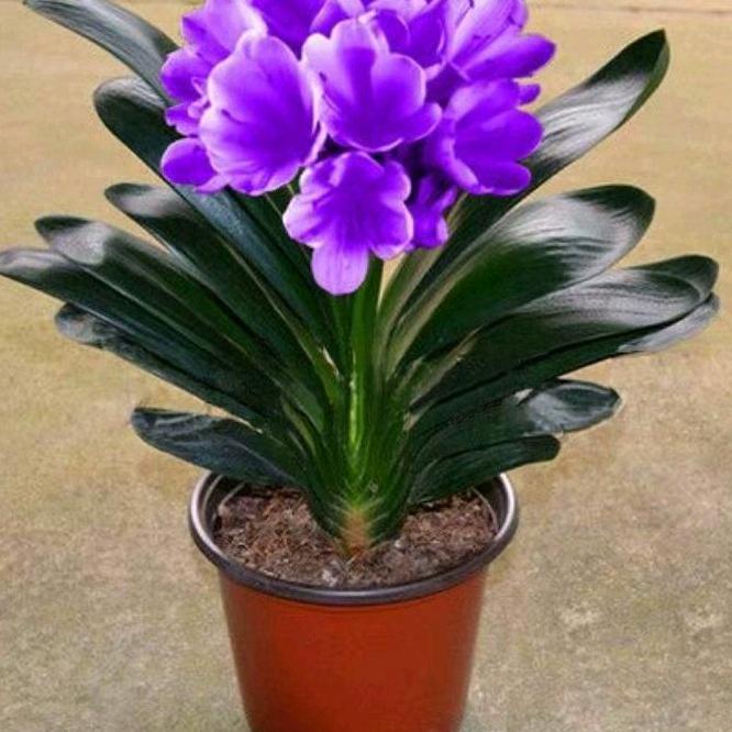 芯兰