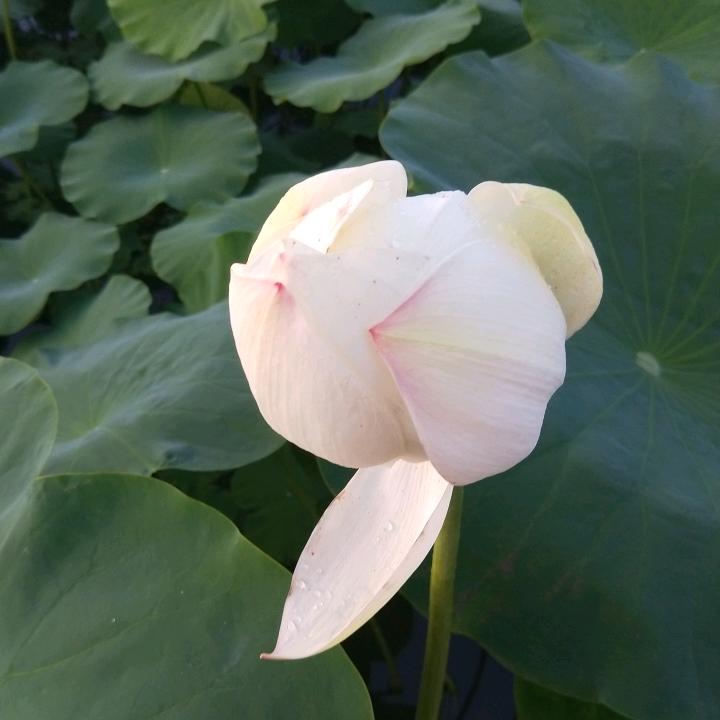 晓晓