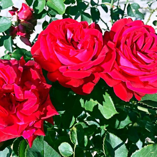 开心快乐(勿连赞，谢谢)