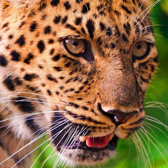 ༺༼࿅࿆.圣豹༺༼࿅࿆