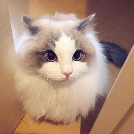 寒🌟枫