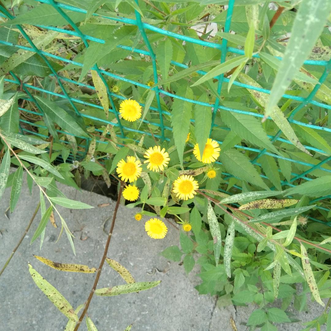 平安