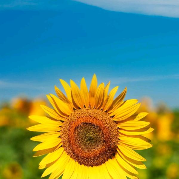 沙窝萝卜李庆柱