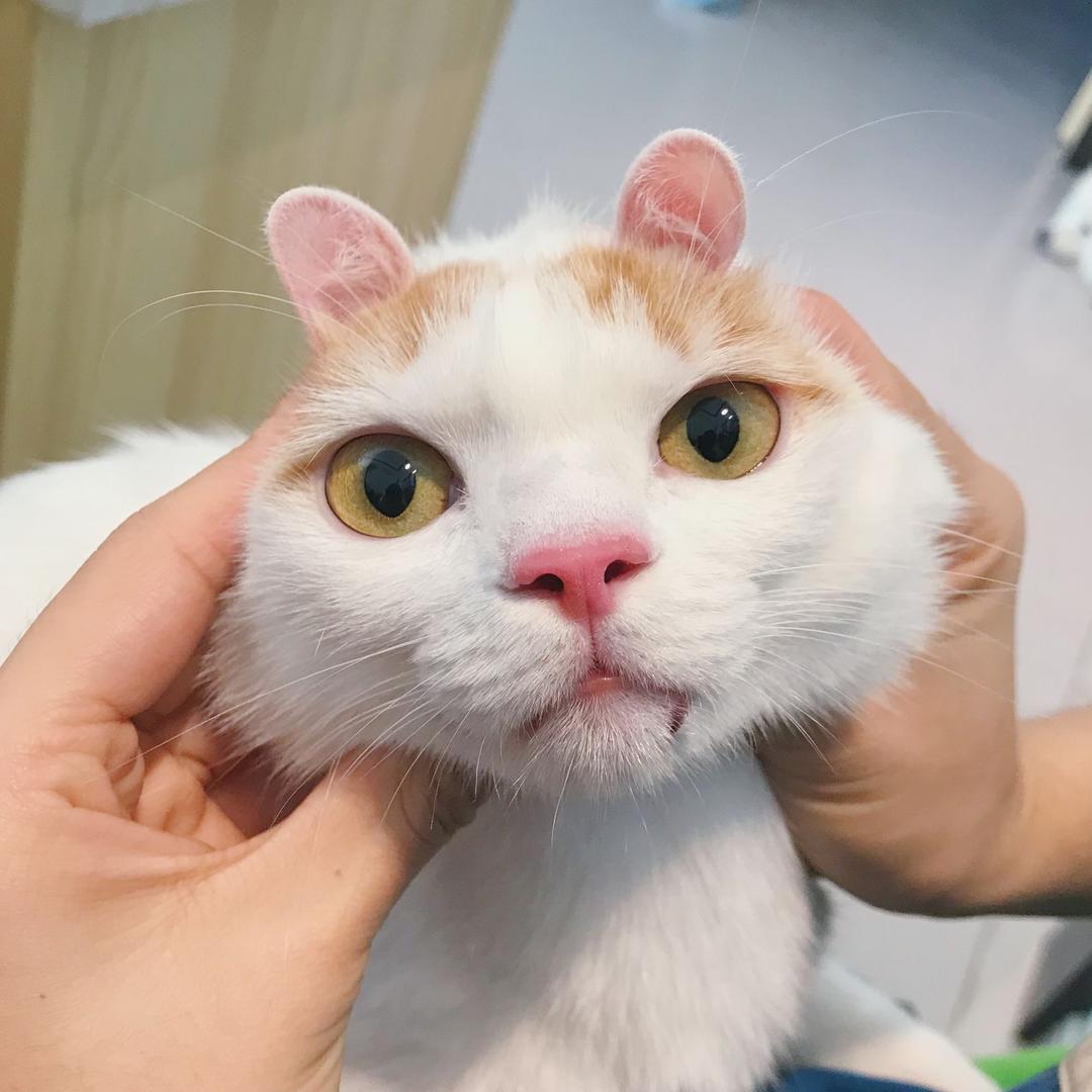 泽西阿婆啊