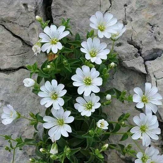花落无声
