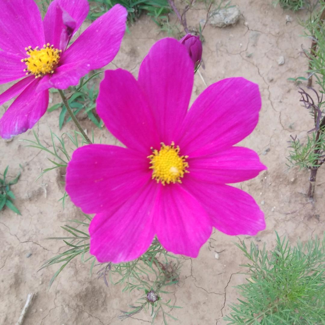 小草《拒私聊》