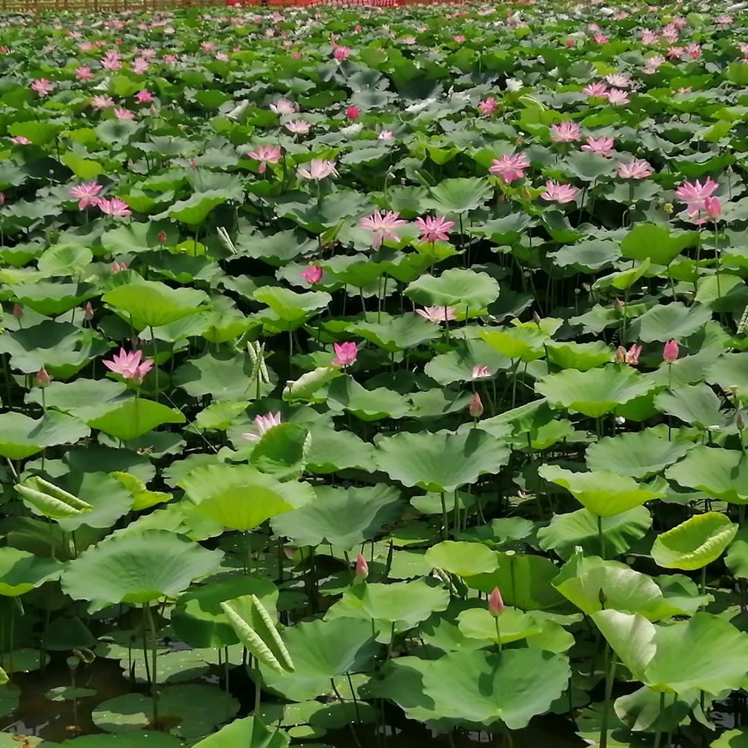 独闯天涯