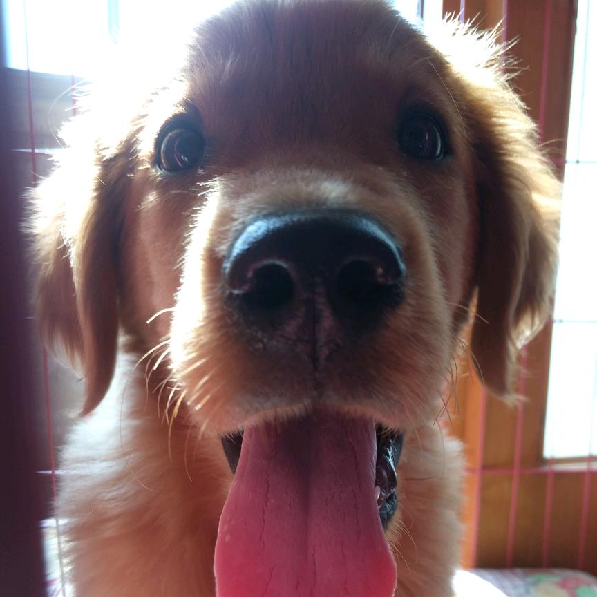 🌈酸奶🐶️