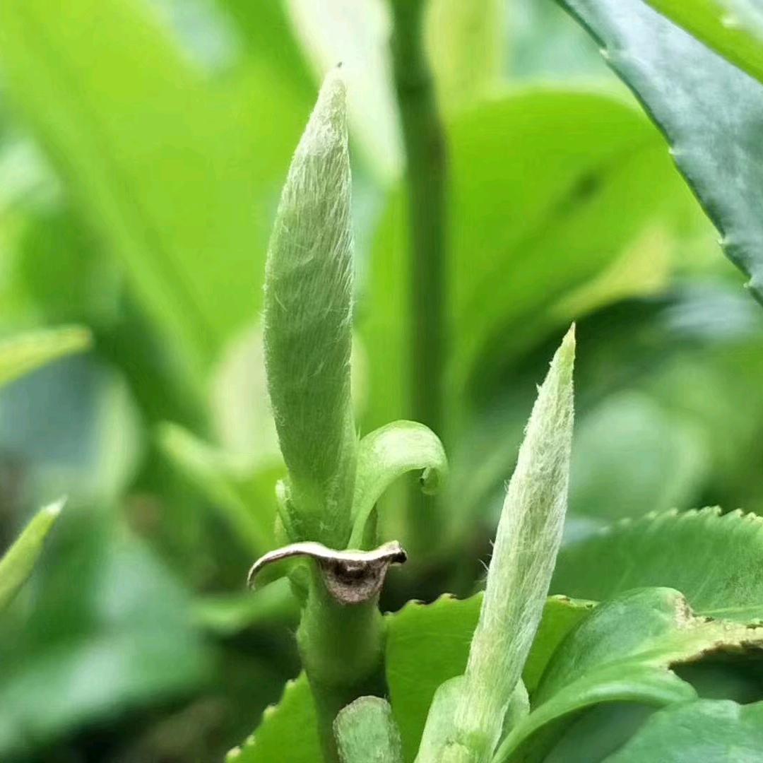 🍵金旺眉茗茶（鲁百超市店）