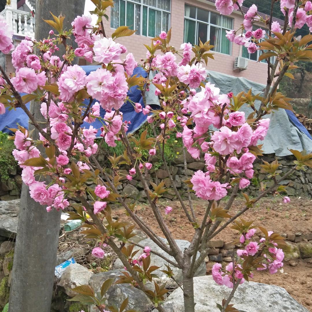 吴杏元