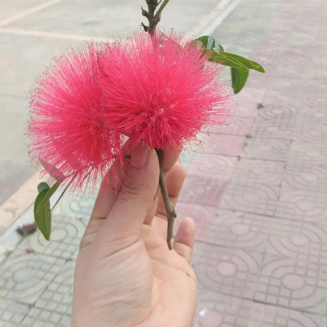 @燕子🌻🌻🌻🌻(拒绝私聊)☺