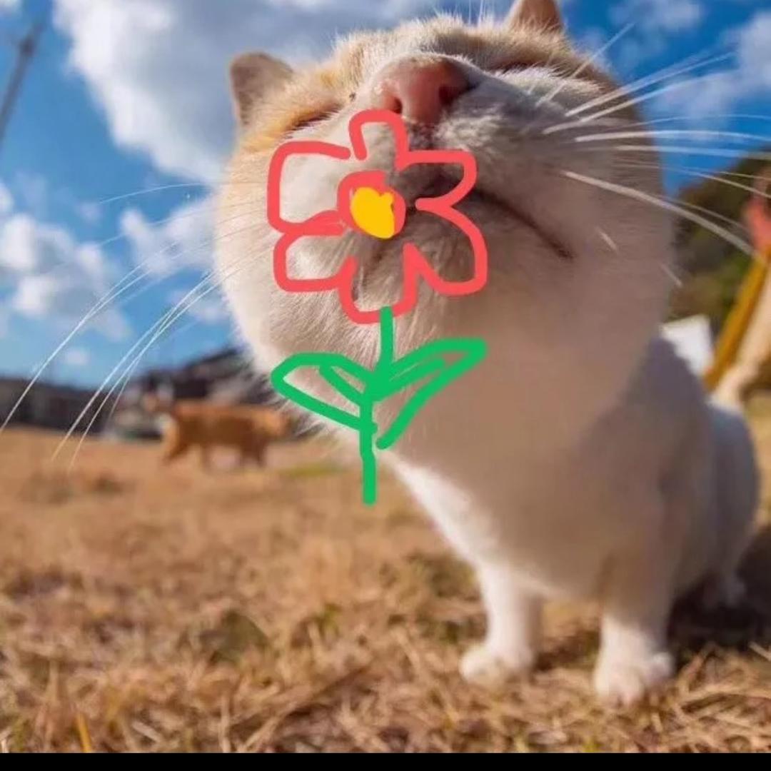 熊猫🐼