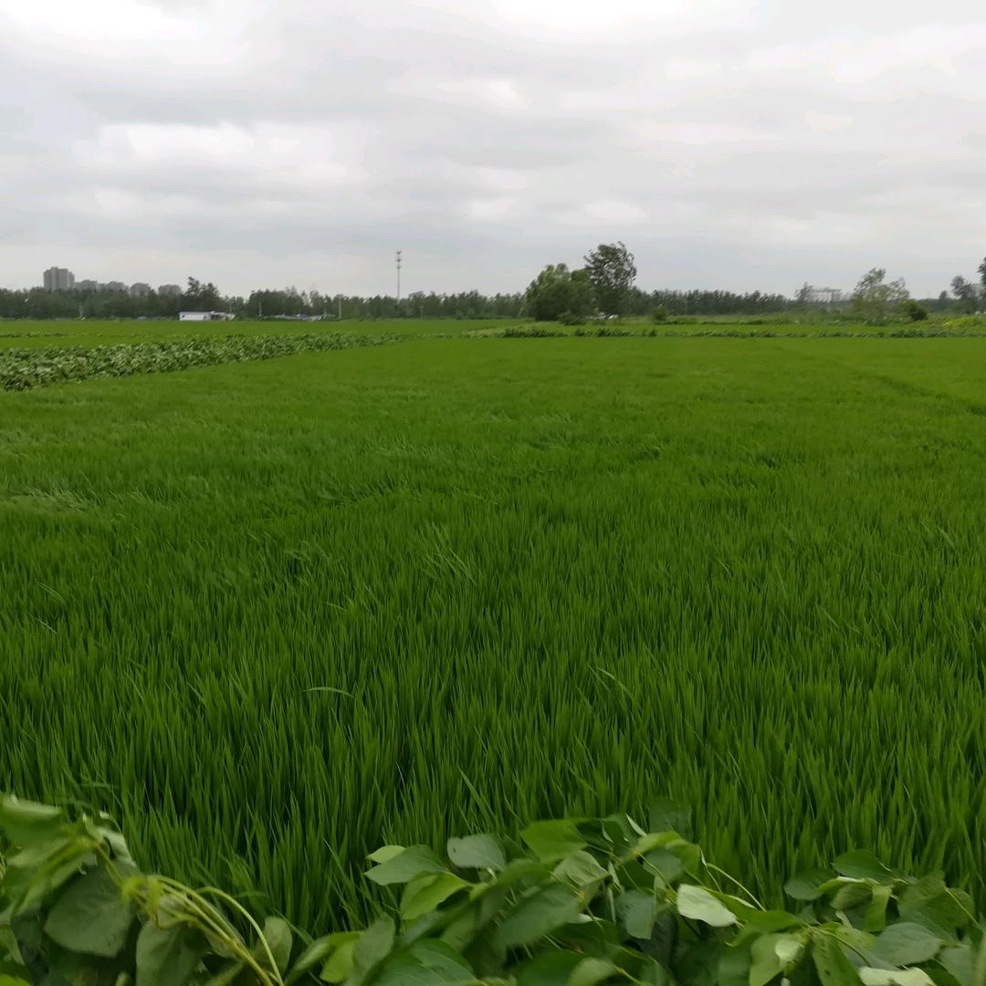 宝应县健走协会