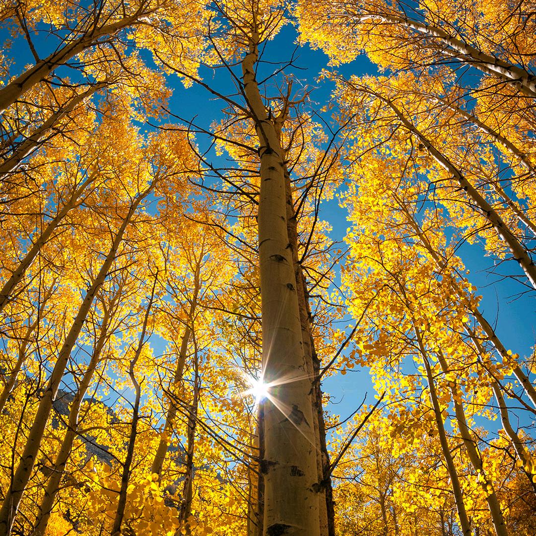 露似真珠月似弓