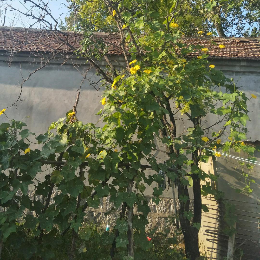 闪牛