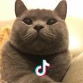 琴韵逐墨