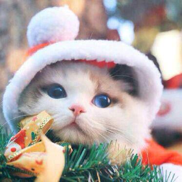 抖音文化传播大使