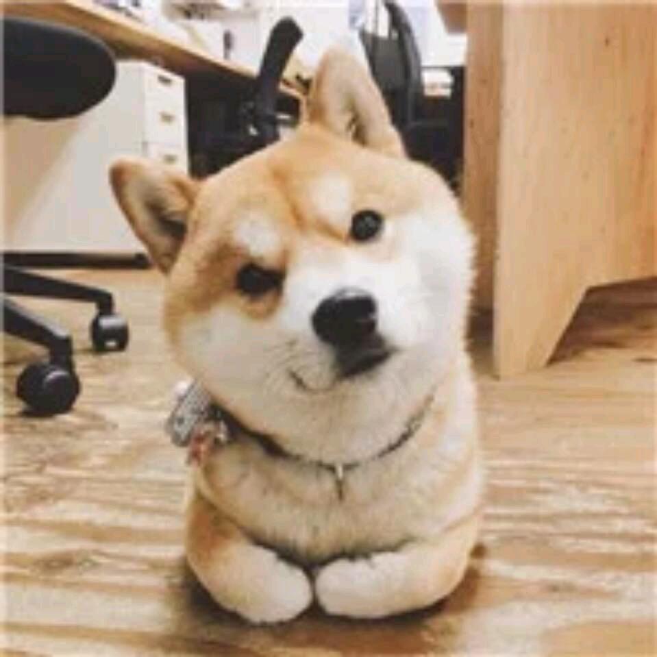 明媚的忧殇