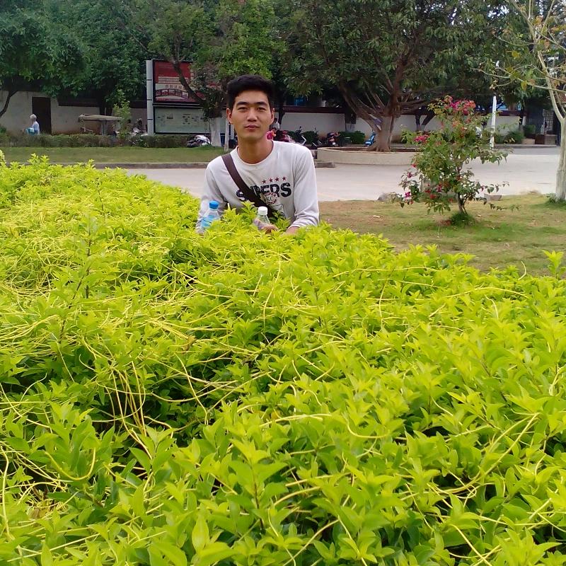 茗扬茶叶杨荣跃（专注野生茶）