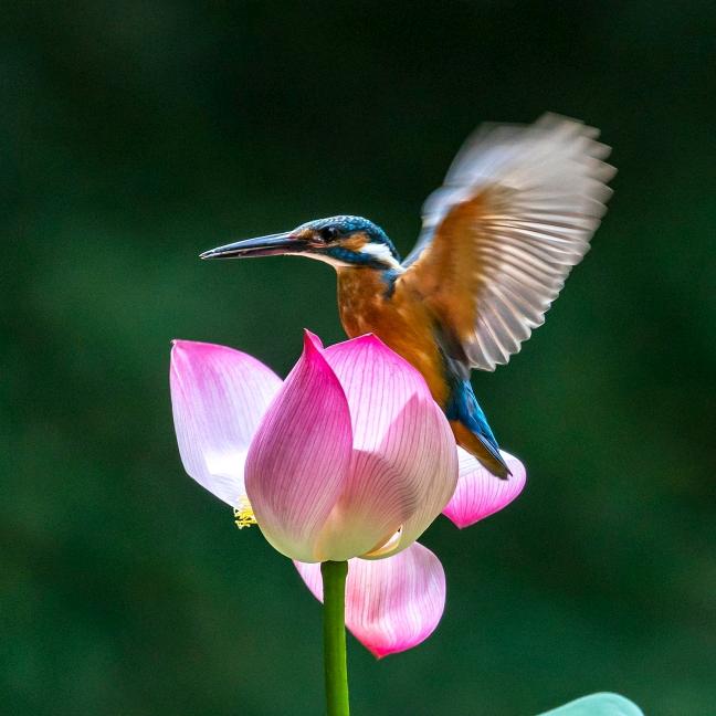 子牛姐首播，走路跳舞唱歌十分享变现