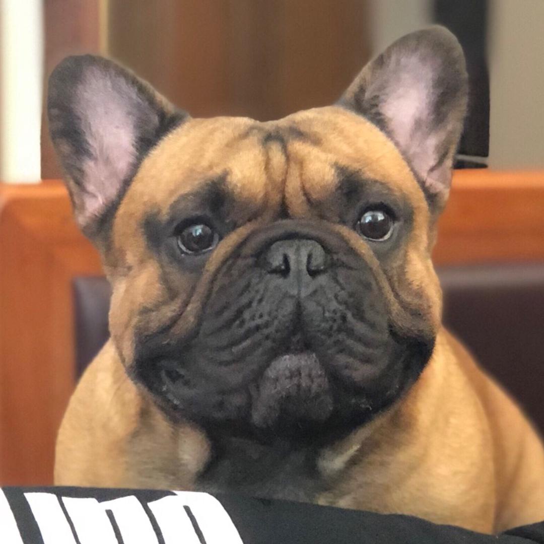 🐶拿铁家🏠