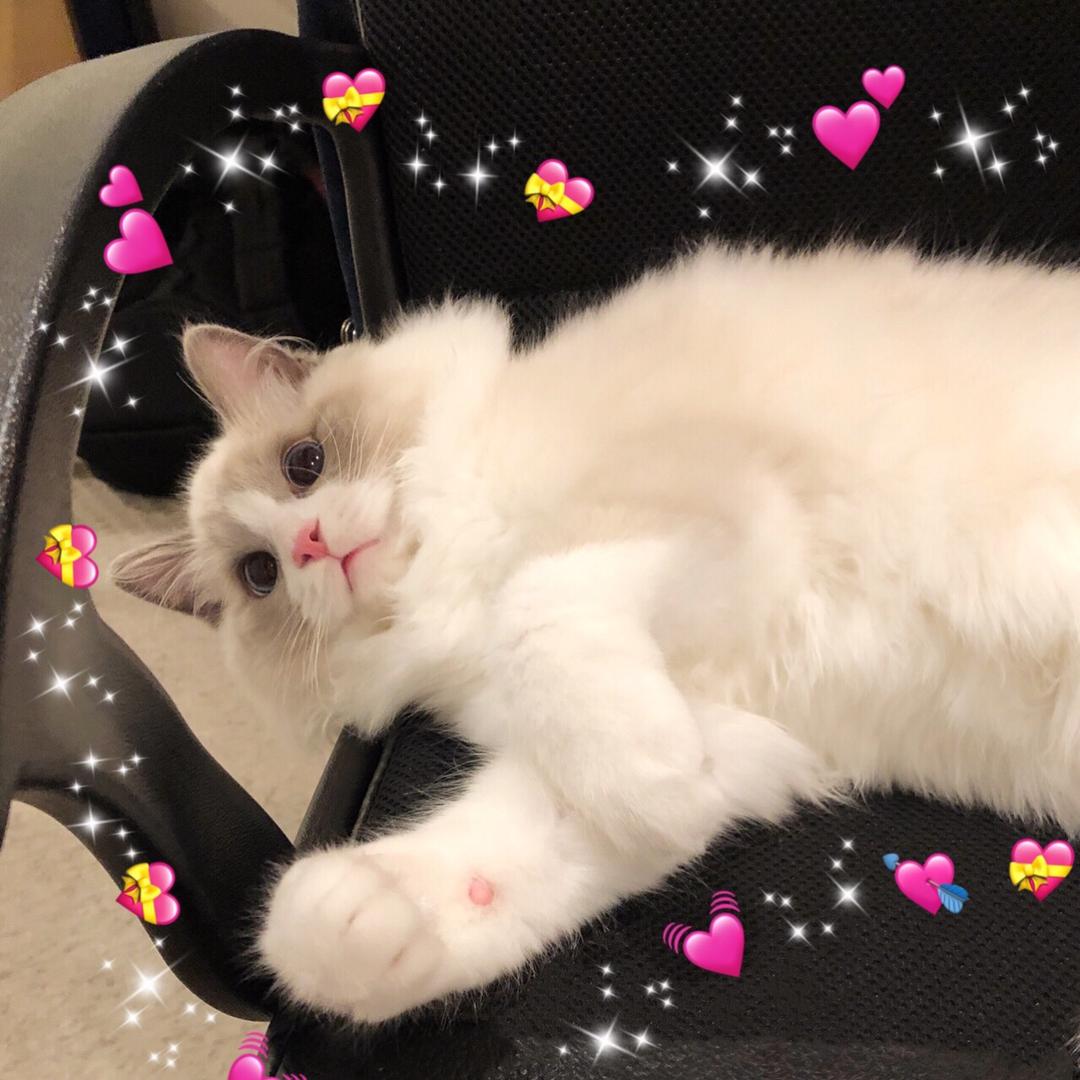 猫九命-€.