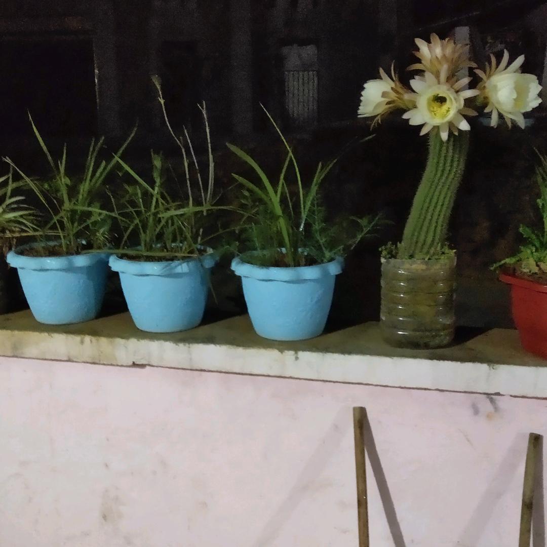 花好月圆