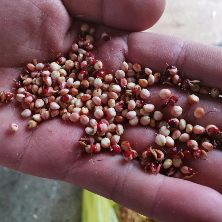 朵朵高梁|~|.5元