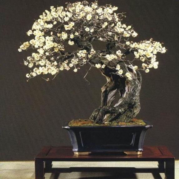 盆景北园花卉