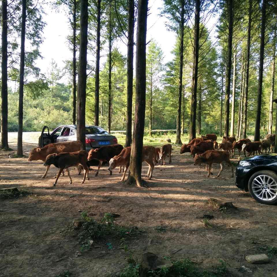 幸福快乐🐰🌹🌹