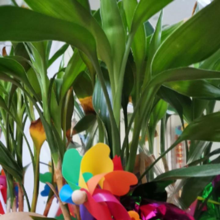 龙