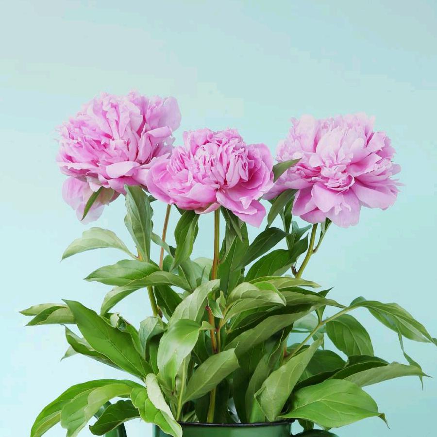 曹术菊，我是利川人