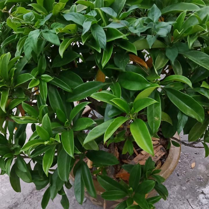 张英