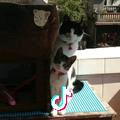 芒果小姐