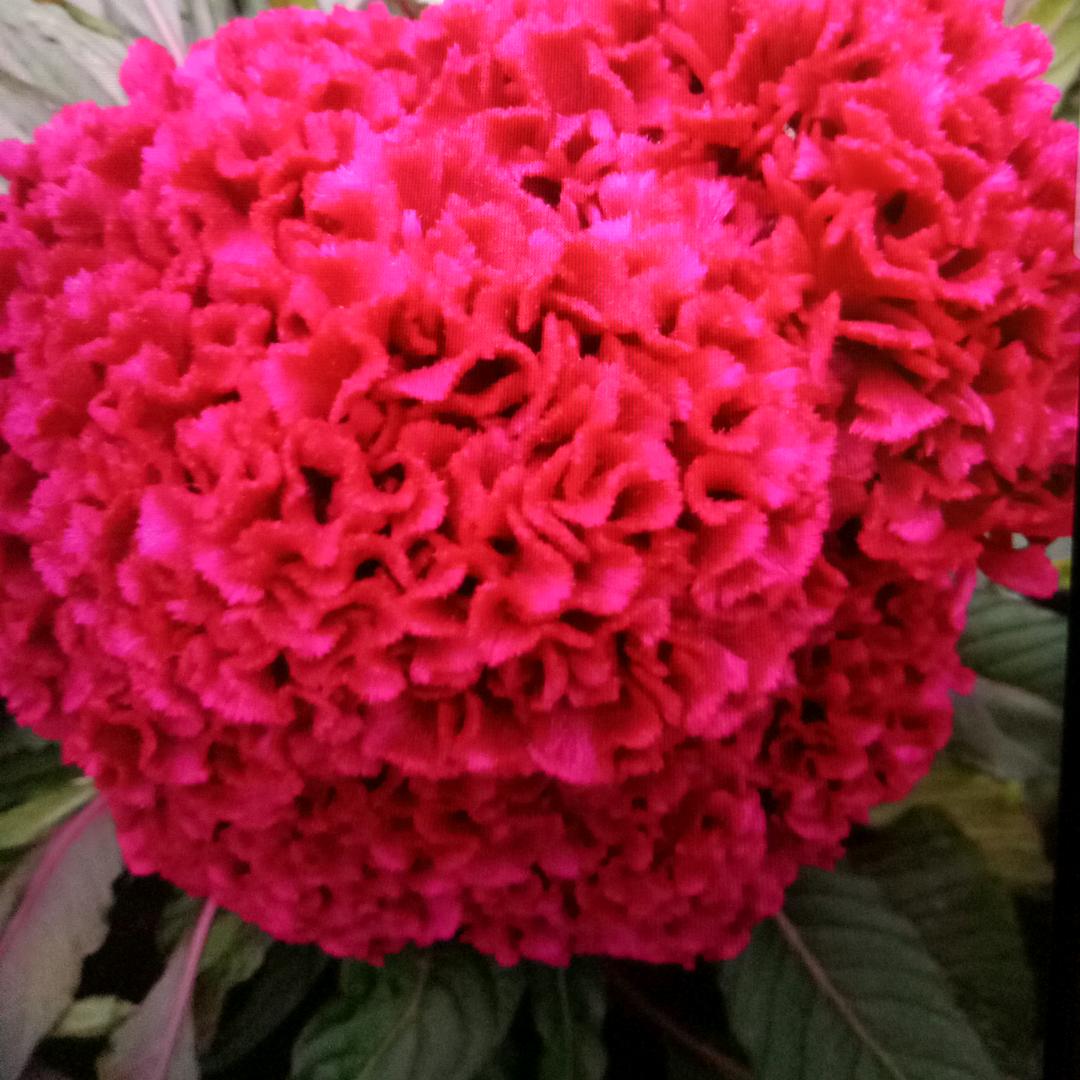 心有所思(拒绝私聊)