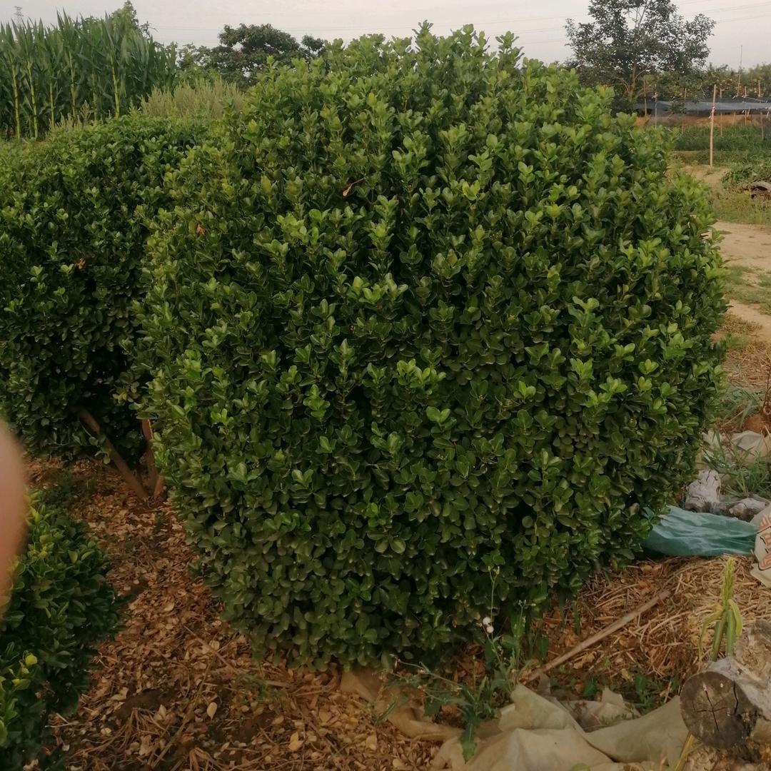 招远市昊坤苗木种植专业合作社