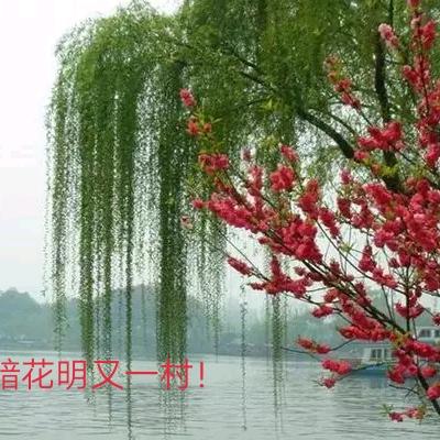 柳暗花明又一村
