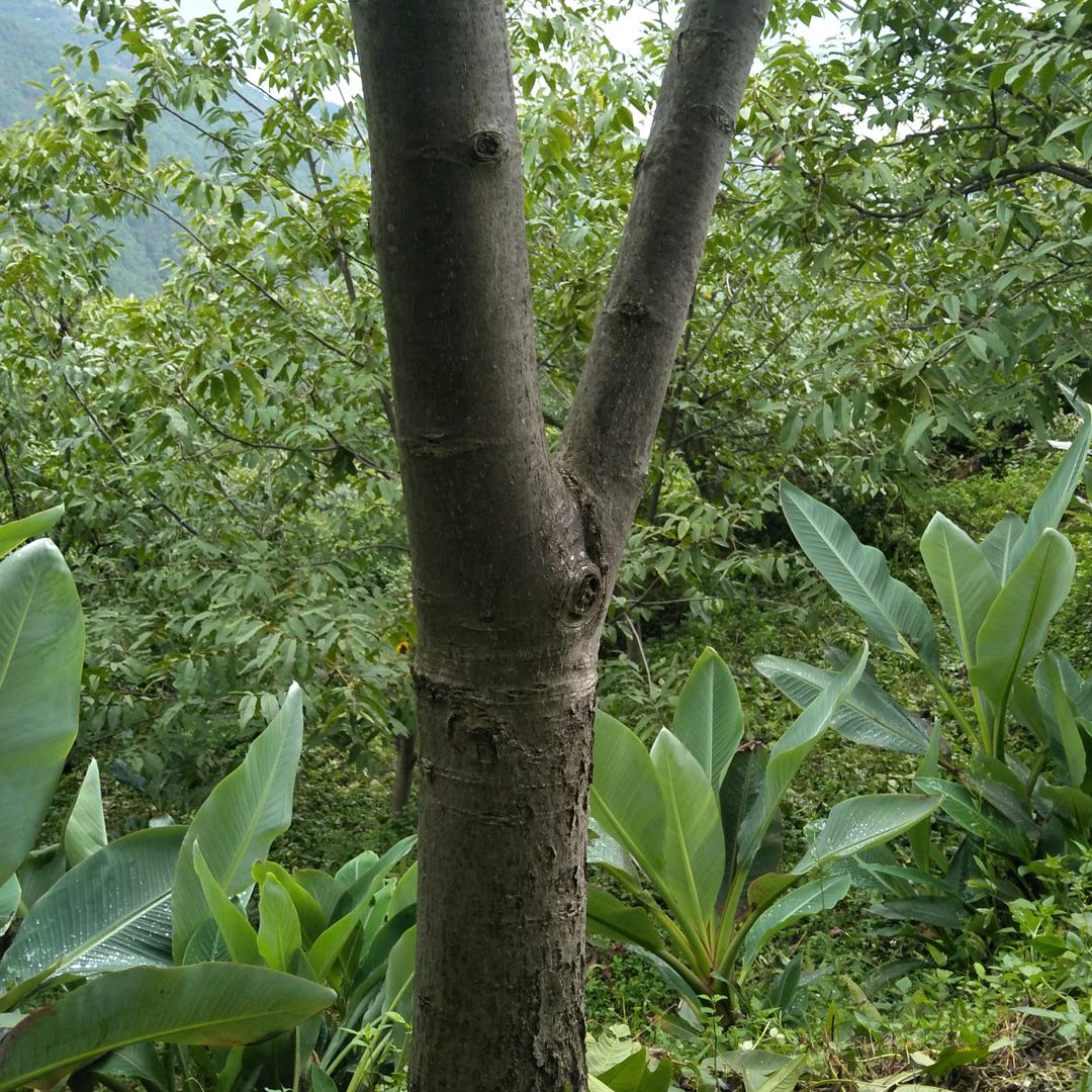 老豆豆