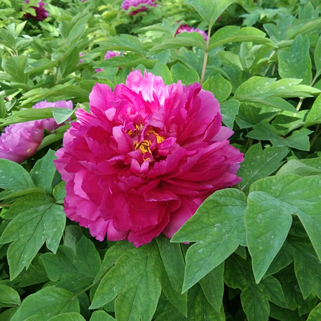 护花使者